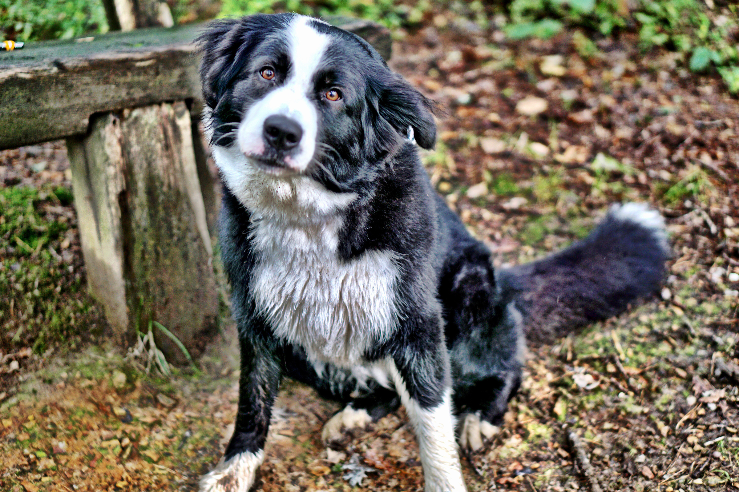 A black and white dog with a wet coat sits on a forest floor with fallen leaves and a wooden bench in the background.