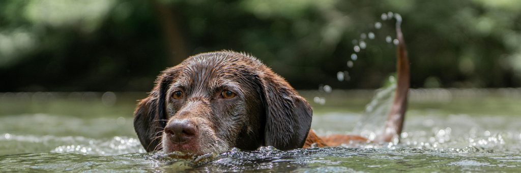 A brown dog swims in a body of water, creating splashes with its tail, with green foliage in the background.