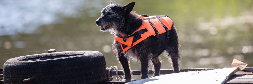 A small black dog wearing an orange life jacket stands on a boat deck near a tire, with water and greenery in the background.