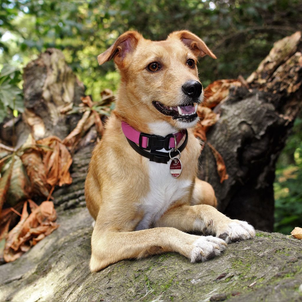 A light brown dog with a pink collar lying on a mossy log in a forest.
