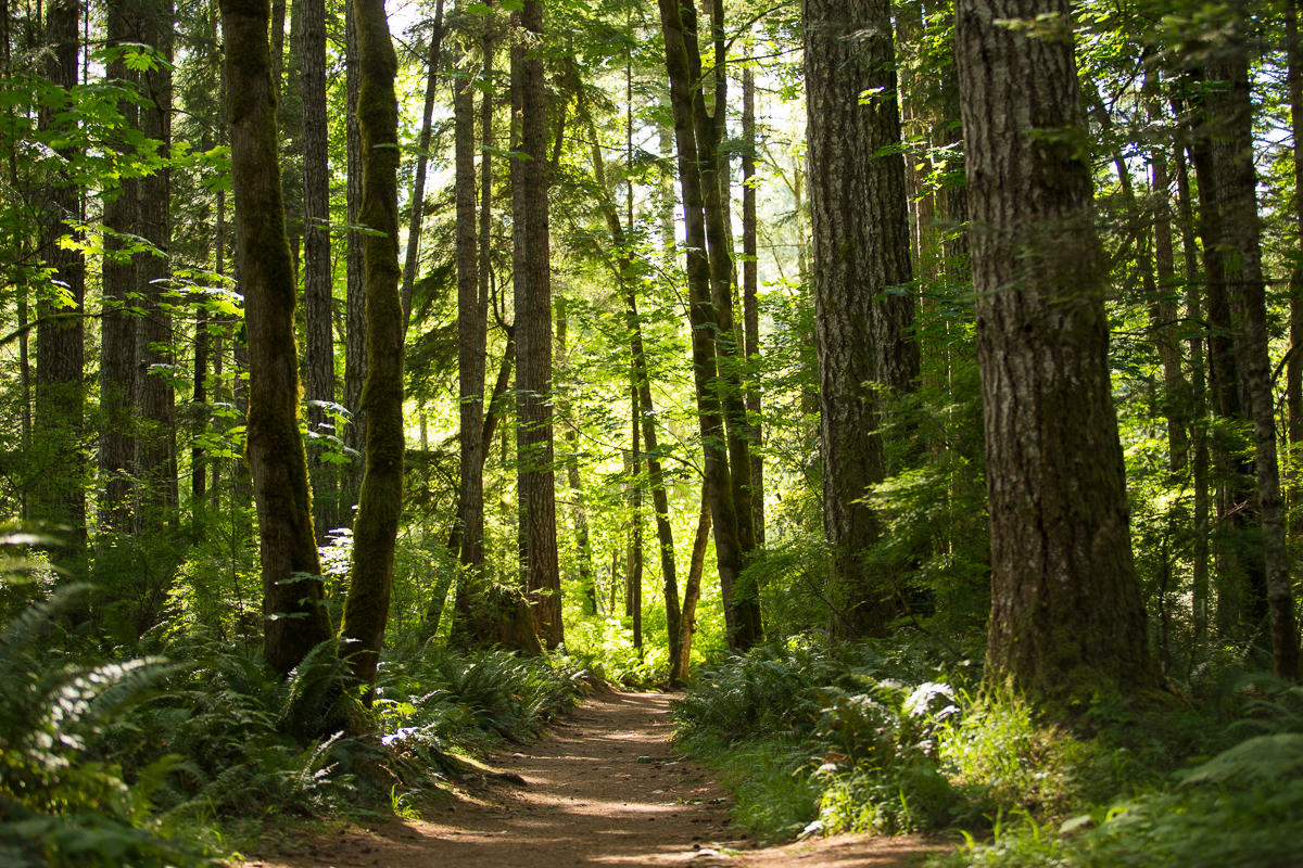 A serene forest trail surrounded by tall trees and lush green ferns, with sunlight filtering through the canopy.