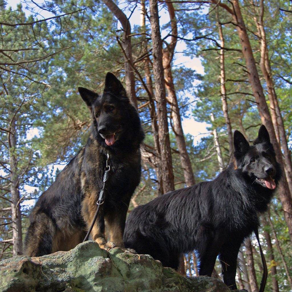 A wet black dog splashing through a muddy puddle in a forest.