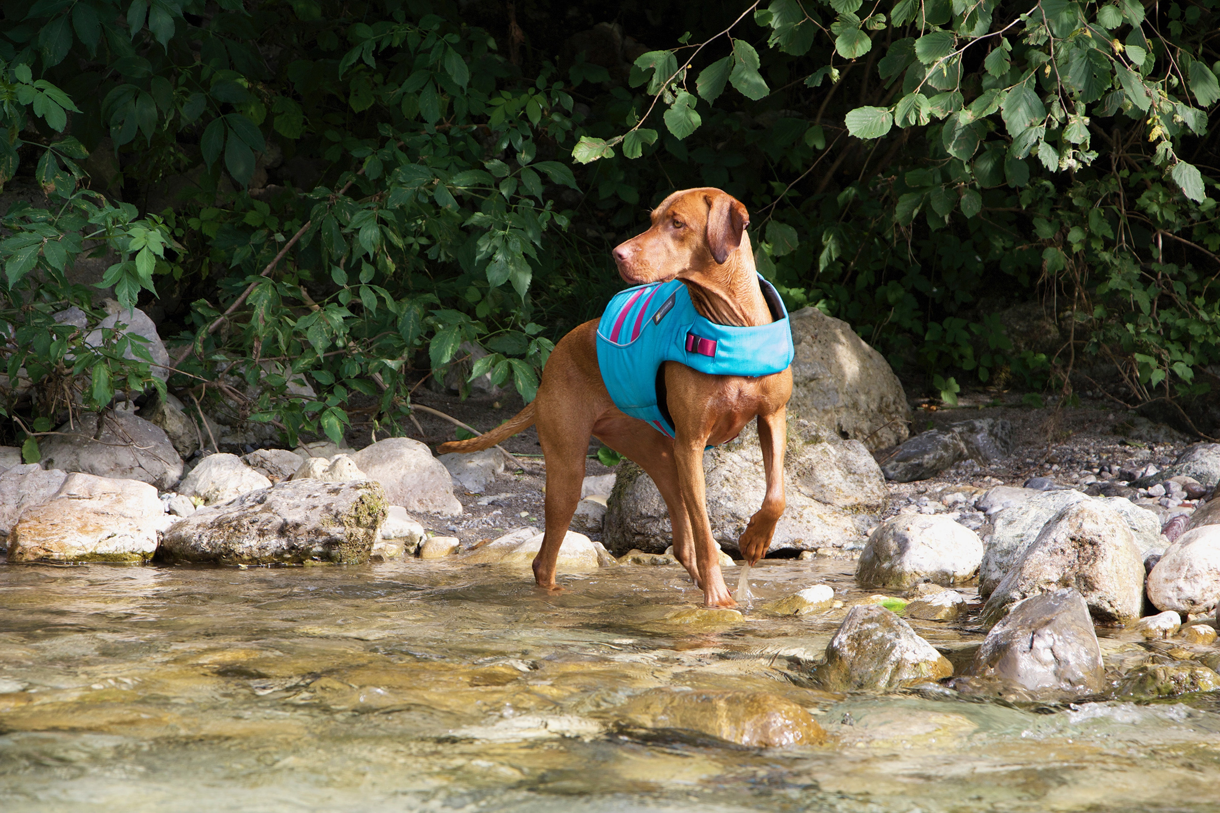 A dog wearing a blue life jacket stands in shallow water surrounded by rocks and greenery.