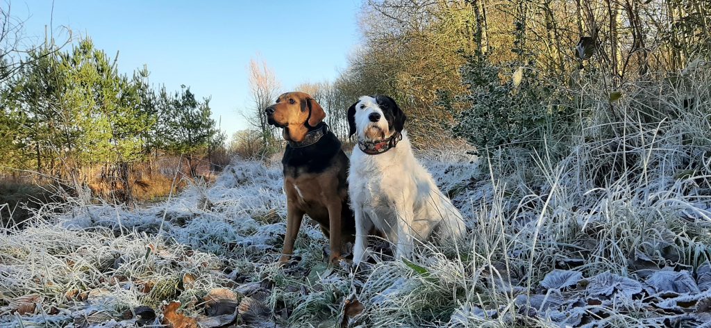 Two dogs, one brown and one white with black markings, stand and sit on a frost-covered field with trees and a clear blue sky in the background.