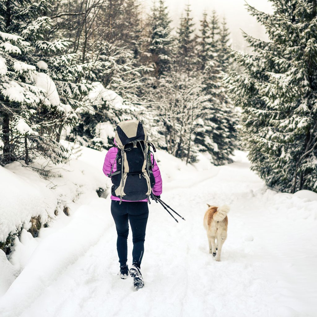 A person with a backpack and purple jacket hiking on a snowy trail with a dog.